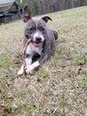 Go fetch, playful pup, furchild, bluenose Royalty Free Stock Photo