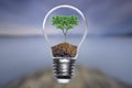 Go green concept tree bulb energy Royalty Free Stock Photo