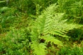 Go green. Green fern tree growing in summer. Royalty Free Stock Photo
