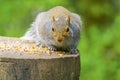 Gray Squirrel sitting on a log staring directly at the camera Royalty Free Stock Photo