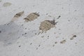 Go rural. Tire tread imprint and droppings. Livestock manure on concrete surface. Rural life. Tire marks over cow poop on asphalt Royalty Free Stock Photo