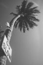 Go Slow Sign on Palm Tree in Caye Caulker Belize