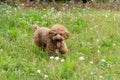 Go wild on the grass-Poodle