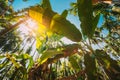 Goa, India. Big Green Leaves Of Banana Grass On Background Tall Palm Tree And Blue Sky In Summer Sunny Day. Bottom View Royalty Free Stock Photo