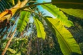 Goa, India. Big Green Leaves Of Banana Grass On Background Tall Palm Tree And Blue Sky In Summer Sunny Day. Bottom View Royalty Free Stock Photo