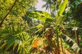 Goa, India. Big Green Leaves Of Banana Grass Among Forest In Summer Sunny Day Royalty Free Stock Photo