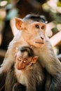 Goa, India. Bonnet Macaque - Macaca Radiata Or Zati With Newborn Sitting On Ground. Monkey With Infant Baby. Close Up Royalty Free Stock Photo