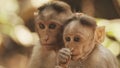 Goa, India. Bonnet Macaque - Macaca Radiata Or Zati With Newborn Sitting On Ground. Monkey With Infant Baby. Close Up Royalty Free Stock Photo