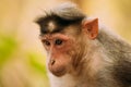 Goa, India. Bonnet Macaque Monkey - Macaca Radiata Or Zati. Close Up Portrait Royalty Free Stock Photo