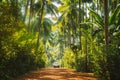 Goa, India. Car Moving On Road Surrounded By Palm Trees In Sunny Day Royalty Free Stock Photo