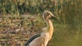 Goa, India. Close Asian Openbill Bird Or Asian Openbill Stork. Close Asian Openbill Bird Or Asian Openbill Stork