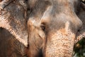 Goa, India. Close View Of Elephant Cow
