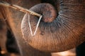 Goa, India. Close View Of Elephant Cow Eating By Trunk