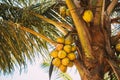 Goa, India. Close View Of Fruits Of Coconut Tree Palm