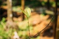 Goa, India. Close View Green Leaf Of Allspice On Blurred Background Royalty Free Stock Photo