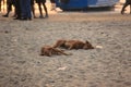 Goa, India. Dogs on a beach.