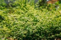 Goa, India. Flower Of Cymbopogon, Also Known As Lemongrass Or Barbed Wire Grass In Sunny Light