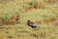 Goa, India. Glossy ibis In Morning Looking For Food In Swamp. Plegadis falcinellus is a wading bird in the ibis family Royalty Free Stock Photo