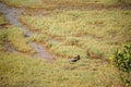 Goa, India. Glossy ibis In Morning Looking For Food In Swamp. Plegadis falcinellus is a wading bird in the ibis family Royalty Free Stock Photo
