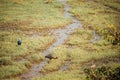 Goa, India. Grey-headed Swamphen, Glossy Ibis And Red-wattled Lapwing In Morning Looking For Food In Swamp. Plegadis Royalty Free Stock Photo