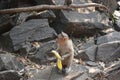 Little monkey eating a banana Royalty Free Stock Photo