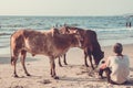 GOA, INDIA - MARCH 4: Cow and man at Little Vagator Beach on Mar