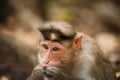 Goa, India. Monkey Bonnet Macaque - Macaca Radiata Or Zati Is Looking For Fleas. Close Up. Monkey. Royalty Free Stock Photo