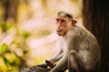 Goa, India. Old Bonnet Macaque Monkey - Macaca Radiata Or Zati. Close Up Portrait Royalty Free Stock Photo