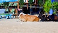 Goa, India: Sacred animal three cow sitting on a sandy beach. Animal gathering at day time Royalty Free Stock Photo