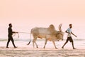 Goa, India. Two Men Leading Bull Along Beach