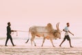 Goa, India. Two Men Leading Bull Along Beach