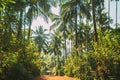 Goa, India. View Of Road Surrounded By Palm Trees In Sunny Day Royalty Free Stock Photo