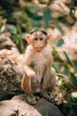 Goa, India. Young Bonnet Macaque - Macaca Radiata Or Zati Sitting On Stone. Portrait Of Cub
