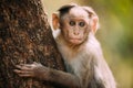 Goa, India. Young Bonnet Macaque - Macaca Radiata Or Zati Sitting On Tree. Close Up Portrait Of Cub