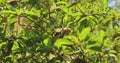 Goa, India. Young Fruits Manilkara Zapota Growing On Tree Plantation. Organic Farming Agricultural Tropical Fruits