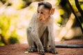 Goa, India. Young Infant Bonnet Macaque - Macaca Radiata Or Zati Sitting On park Ground. Portrait Of Cub. Monkey. Royalty Free Stock Photo