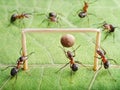 Goal, ants play soccer Royalty Free Stock Photo