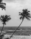 Goan seashore featuring palm trees and sea in Black and white Royalty Free Stock Photo