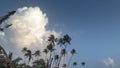 Goan skyline featuring palm trees with sky and clouds
