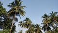Goan Village Coconut sky Royalty Free Stock Photo