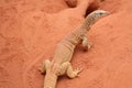 Goanna Royalty Free Stock Photo