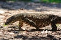 Goanna in the wild