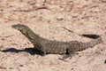 Goanna in the wild Royalty Free Stock Photo