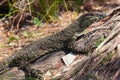 Goanna in the wild