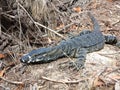 Goanna on forest floor Australian wildlife Royalty Free Stock Photo