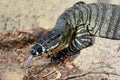 Goanna Royalty Free Stock Photo