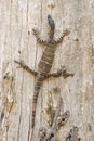 Goanna just hanging around Royalty Free Stock Photo