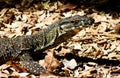 Goanna