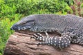 Goanna or a Monitor Lizards Royalty Free Stock Photo