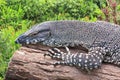 Goanna or a Monitor Lizards Royalty Free Stock Photo